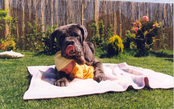 puppy